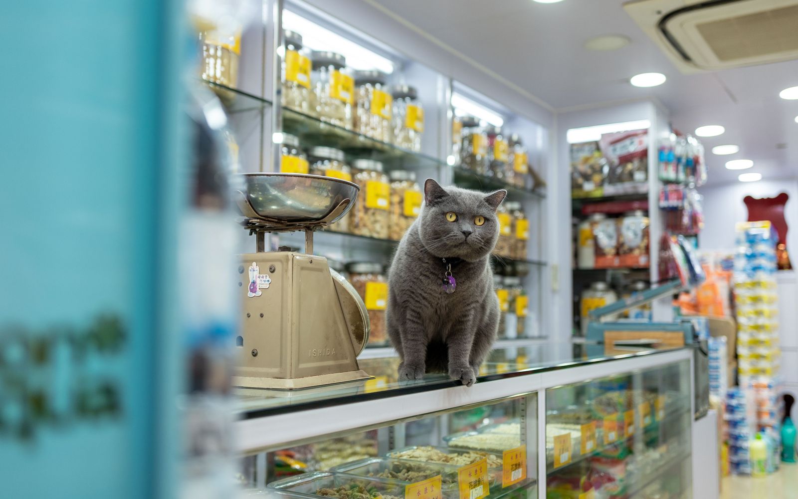 A pet store counter with shelves of pet food and supplies