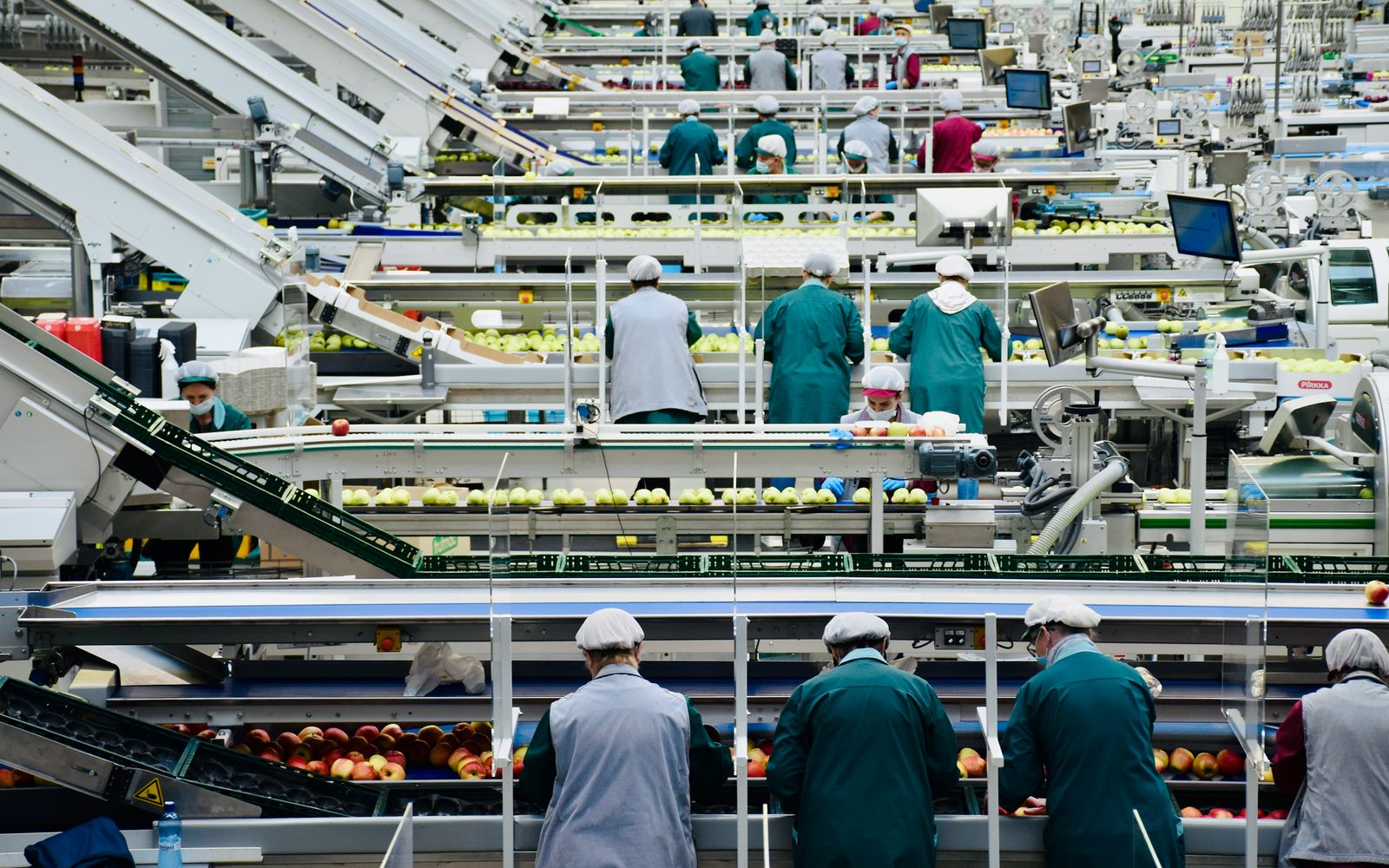 Workers on a fruit sorting and packing production line